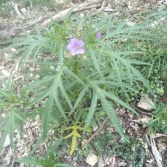 Solanum aviculare (Kangaroo Apple) at - 18 Oct 2020 by @Joadja