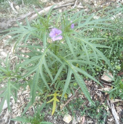 Solanum aviculare (Kangaroo Apple) at - 18 Oct 2020 by @Joadja