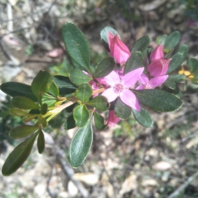 Boronia rubiginosa at Joadja, NSW - 18 Oct 2020 by @Joadja