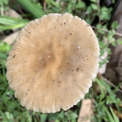 Agarics - 1 Jan 1900 by StephH