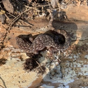 Christinus marmoratus at Holt, ACT - suppressed