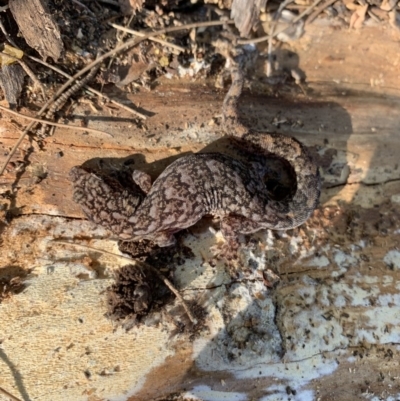 Christinus marmoratus (Southern Marbled Gecko) at Holt, ACT - 24 May 2020 by adaml