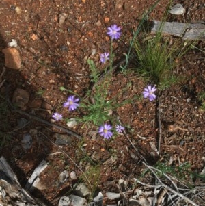 Vittadinia cuneata var. cuneata at Hughes, ACT - 28 Oct 2020