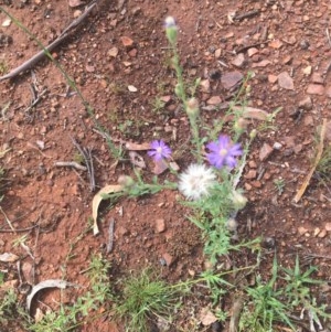 Vittadinia cuneata var. cuneata at Hughes, ACT - 28 Oct 2020