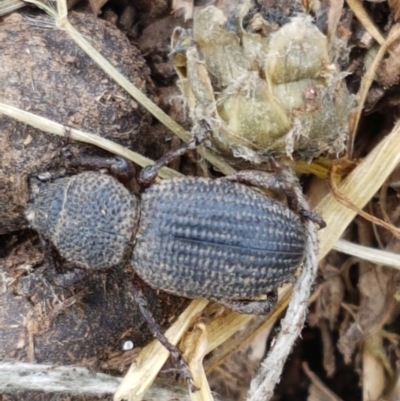 Cubicorhynchus sp. (genus) (Ground weevil) at Dunlop Grasslands - 28 Oct 2020 by tpreston