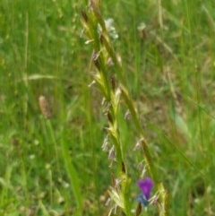 Lolium sp. (Ryegrass) at Fraser, ACT - 28 Oct 2020 by tpreston