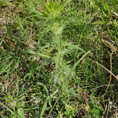 Carthamus lanatus (Saffron Thistle) at Fraser, ACT - 28 Oct 2020 by tpreston