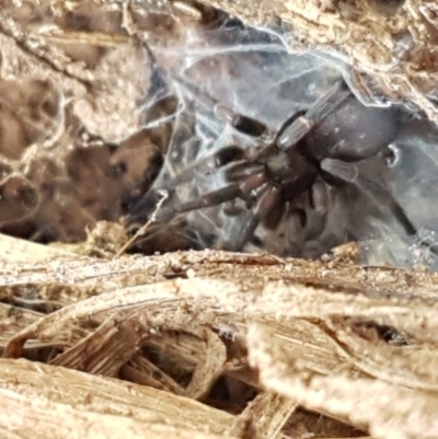 Gnaphosidae (family) (Ground spider) at Dunlop Grasslands - 28 Oct 2020 by tpreston