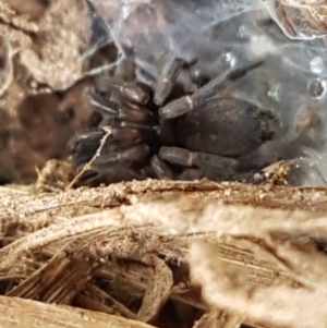 Gnaphosidae (family) at Fraser, ACT - 28 Oct 2020