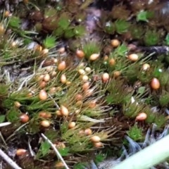 Pleuridium sp. at Dunlop Grasslands - 28 Oct 2020 by tpreston