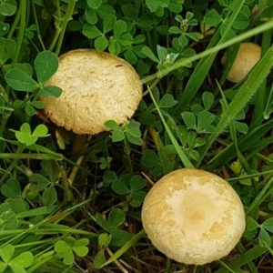 Bolbitiaceae at Fraser, ACT - 28 Oct 2020