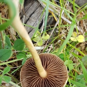 Bolbitiaceae at Fraser, ACT - 28 Oct 2020