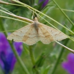 Scopula rubraria (Reddish Wave, Plantain Moth) at Fraser, ACT - 28 Oct 2020 by tpreston