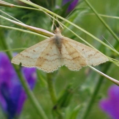 Scopula rubraria (Reddish Wave, Plantain Moth) at Dunlop Grasslands - 28 Oct 2020 by tpreston