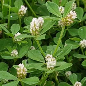 Trifolium striatum at Fraser, ACT - 28 Oct 2020 04:27 PM