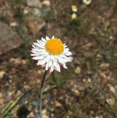 Leucochrysum alpinum (Alpine Sunray) at Rendezvous Creek, ACT - 28 Oct 2020 by Linden