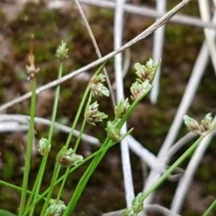 Isolepis sp. (Club-rush) at Fraser, ACT - 28 Oct 2020 by tpreston