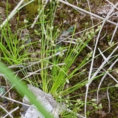 Isolepis sp. at Fraser, ACT - 28 Oct 2020