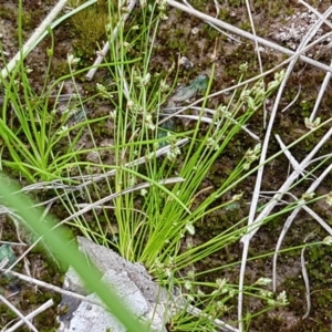 Isolepis sp. at Fraser, ACT - 28 Oct 2020