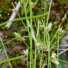 Isolepis sp. at Fraser, ACT - 28 Oct 2020