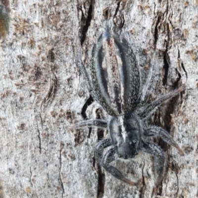 Ocrisiona leucocomis (White-flecked Crevice-dweller) at Fraser, ACT - 28 Oct 2020 by trevorpreston