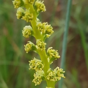 Reseda luteola at Fraser, ACT - 28 Oct 2020