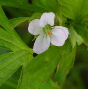 Geranium sp. at Fraser, ACT - 28 Oct 2020