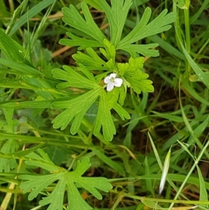 Geranium sp. at Fraser, ACT - 28 Oct 2020