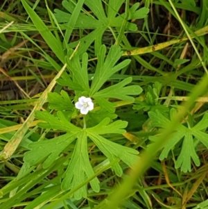 Geranium sp. at Fraser, ACT - 28 Oct 2020