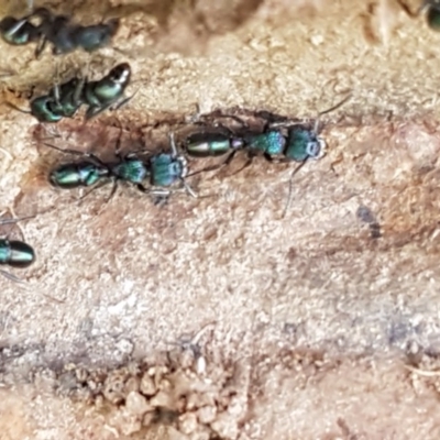 Rhytidoponera metallica (Greenhead ant) at Fraser, ACT - 28 Oct 2020 by tpreston