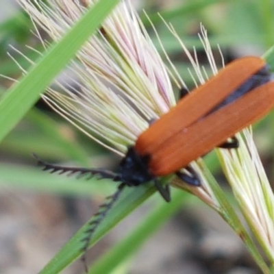 Porrostoma sp. (genus) (Lycid, Net-winged beetle) at Fraser, ACT - 28 Oct 2020 by trevorpreston