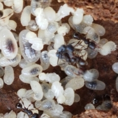 Pheidole sp. (genus) at Fraser, ACT - 28 Oct 2020