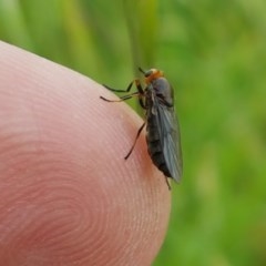 Inopus rubriceps (Sugarcane Soldier Fly) at Fraser, ACT - 28 Oct 2020 by tpreston