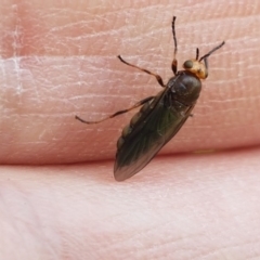 Inopus rubriceps at Fraser, ACT - 28 Oct 2020