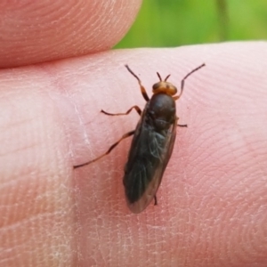 Inopus rubriceps at Fraser, ACT - 28 Oct 2020