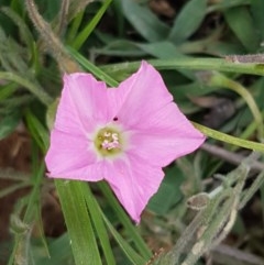 Convolvulus angustissimus subsp. angustissimus (Australian Bindweed) at Fraser, ACT - 28 Oct 2020 by trevorpreston