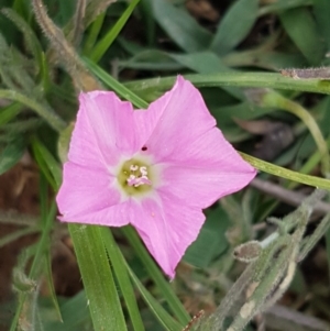 Convolvulus angustissimus subsp. angustissimus at Fraser, ACT - 28 Oct 2020 03:56 PM