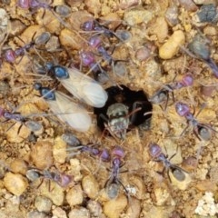 Iridomyrmex purpureus (Meat Ant) at Dunlop Grasslands - 28 Oct 2020 by tpreston