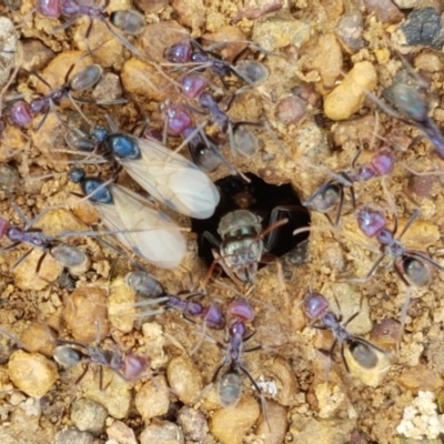 Iridomyrmex purpureus (Meat Ant) at Dunlop Grasslands - 28 Oct 2020 by tpreston