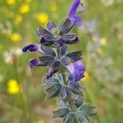 Salvia verbenaca var. verbenaca (Wild Sage) at Fraser, ACT - 28 Oct 2020 by tpreston