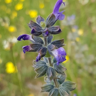 Salvia verbenaca var. verbenaca (Wild Sage) at Fraser, ACT - 28 Oct 2020 by tpreston