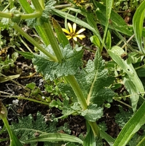 Salvia verbenaca var. verbenaca at Fraser, ACT - 28 Oct 2020