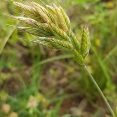 Bromus hordeaceus (A Soft Brome) at Dunlop Grasslands - 28 Oct 2020 by trevorpreston
