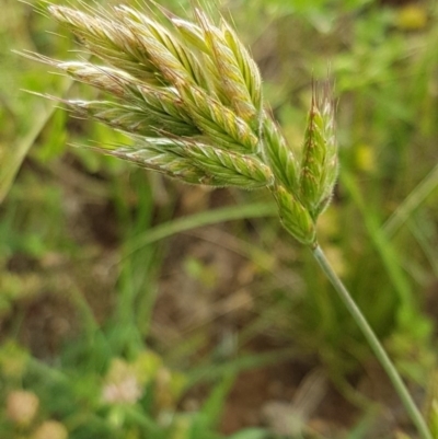 Bromus hordeaceus (A Soft Brome) at Dunlop Grasslands - 28 Oct 2020 by trevorpreston