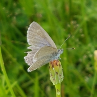 Zizina otis (Common Grass-Blue) at Fraser, ACT - 28 Oct 2020 by tpreston