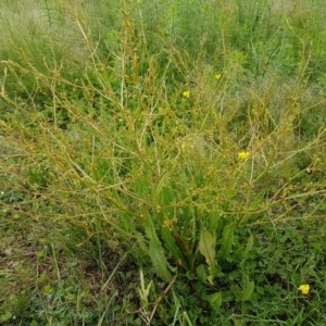 Rumex dumosus at Fraser, ACT - 28 Oct 2020