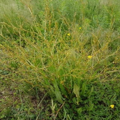 Rumex dumosus (Wiry Dock) at Dunlop Grasslands - 28 Oct 2020 by tpreston