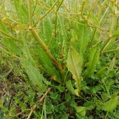 Rumex dumosus at Fraser, ACT - 28 Oct 2020