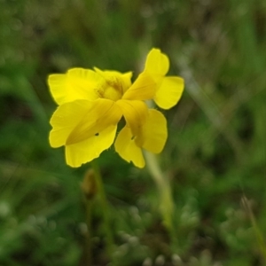 Goodenia pinnatifida at Fraser, ACT - 28 Oct 2020