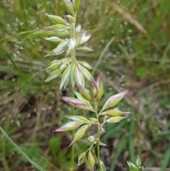 Rytidosperma carphoides (Short Wallaby Grass) at Dunlop Grasslands - 28 Oct 2020 by tpreston